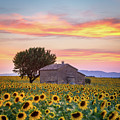 Provence, sunflowers